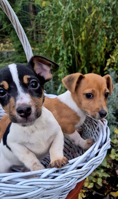 Джек Рассел терьер