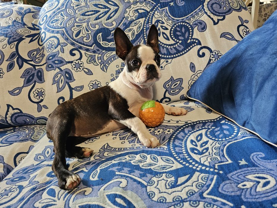 Boston terrier suczka Etinatea