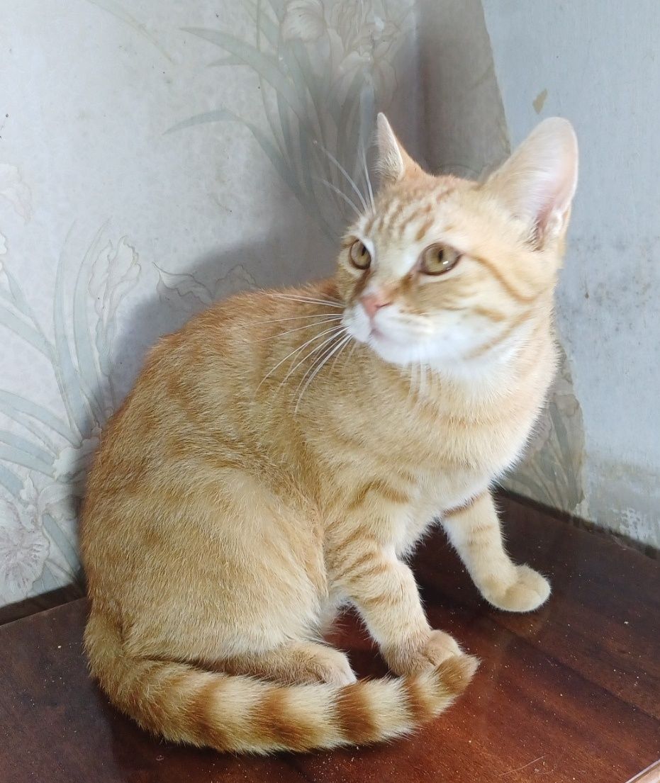 Кастрированный котик.