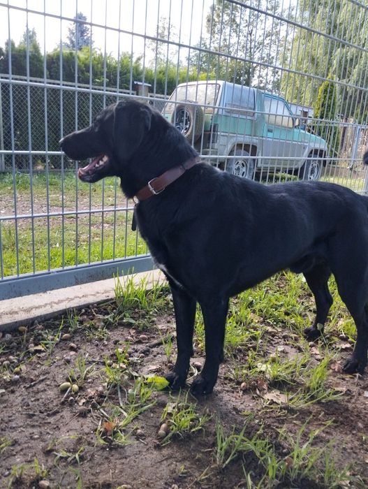 Piesek do adopcji