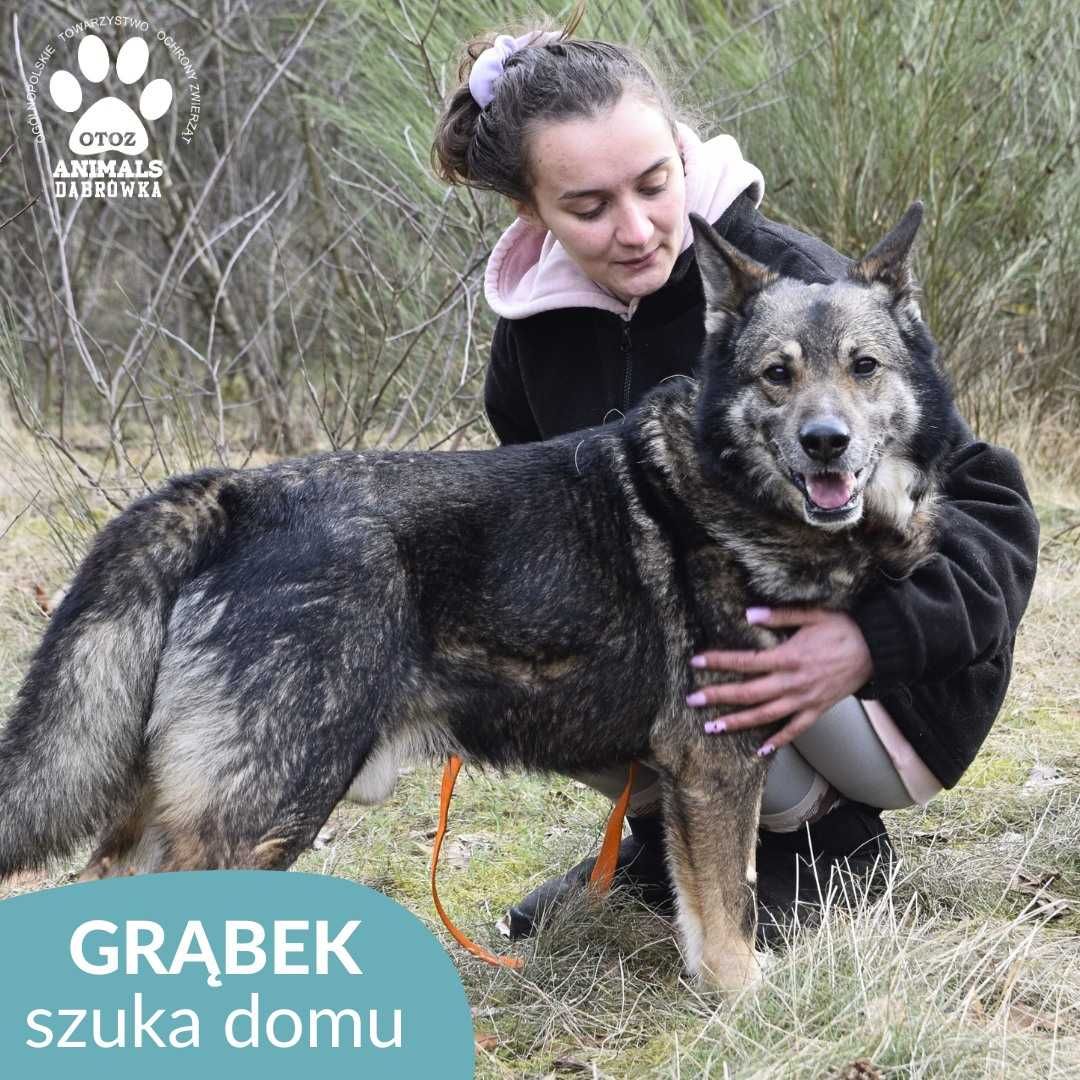 Grąbek szuka nowego domu!