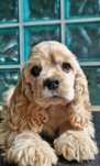 Cocker spaniel amerykański fci