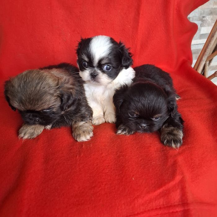 Pekińczyk rodowód + wyprawka