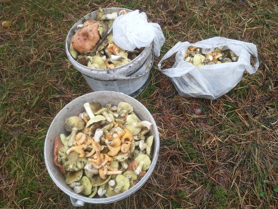 Swieze grzyby gąski