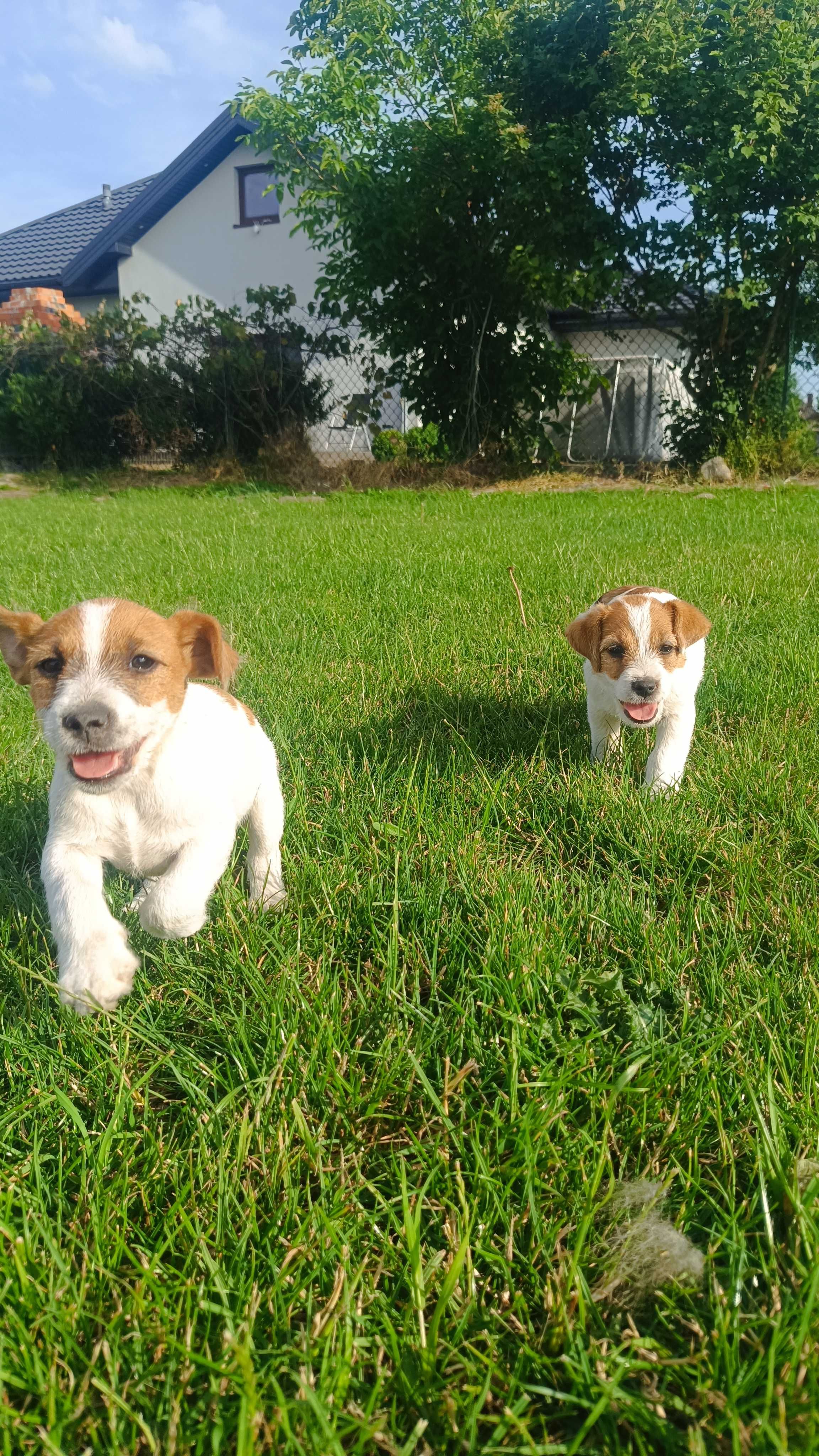 Jack Russell terrier