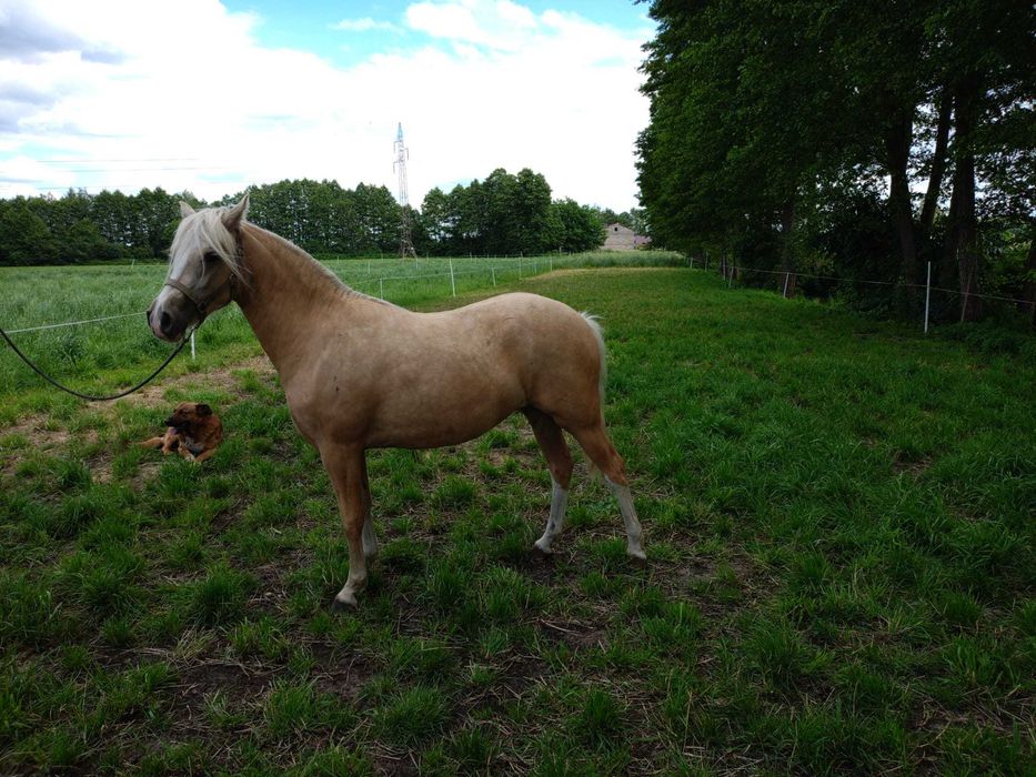Sprzedam kuc kuce walijski klacz źrebak