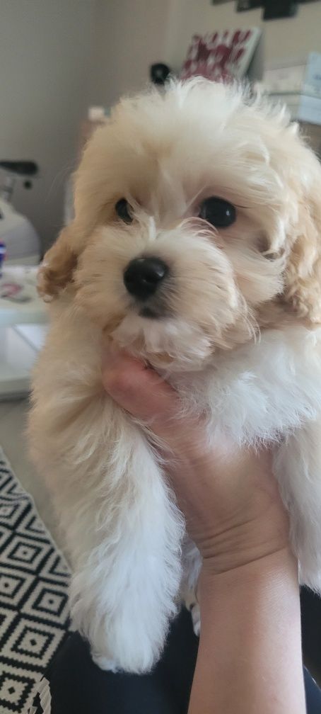 Suczka maltipoo pudel toy maltańczyk