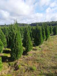 Tuja Thuja Tuje Szmaragd 140 cm