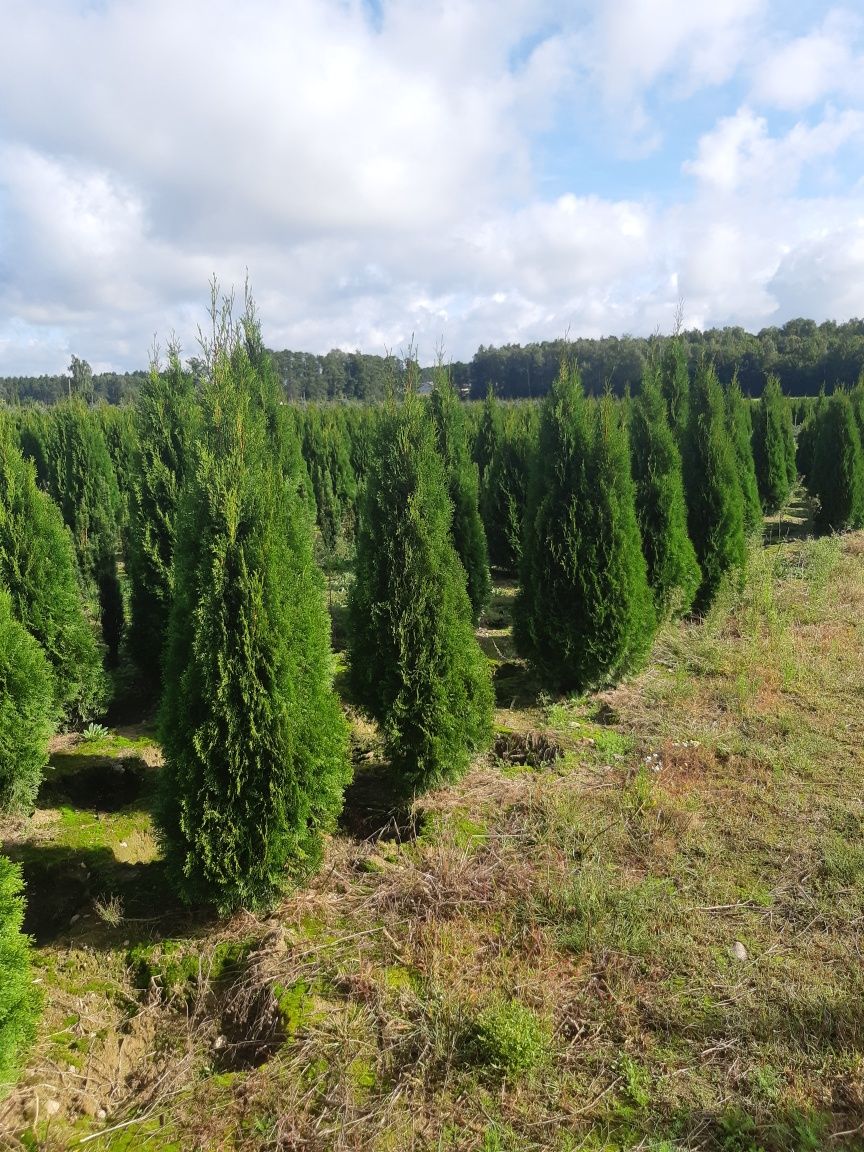 Tuja Thuja Tuje Szmaragd 140 cm