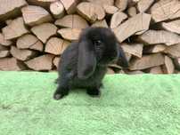 Mini lop karzełek baranek miniaturka