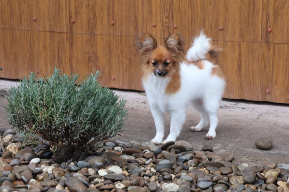 Папійн дівченка папільйон