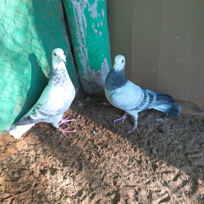 Gołębie pocztowe