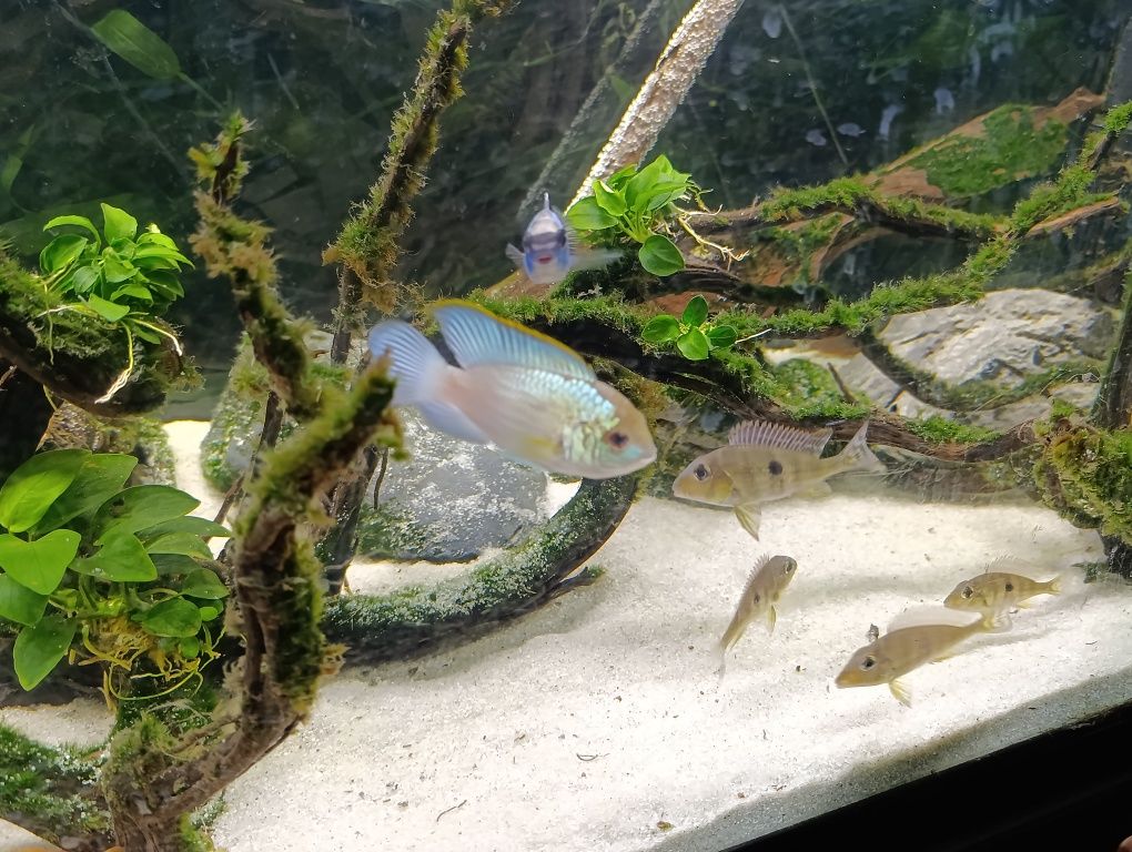 Ciclídeos americanos Electric Blue Acara (Andinoacara Pulcher)