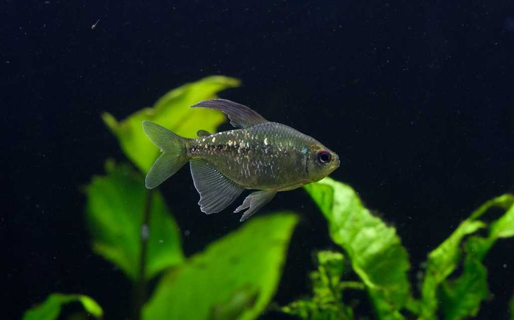 Błyszczyk brylantowy - Moenkhausia pittieri - dowóz, wysyłka