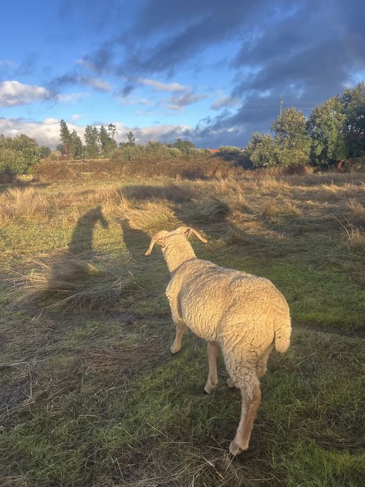 Carneiro Merino