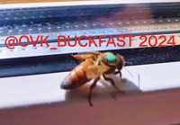 Бджоломатки, Buckfast Ф1, Бакфаст F1