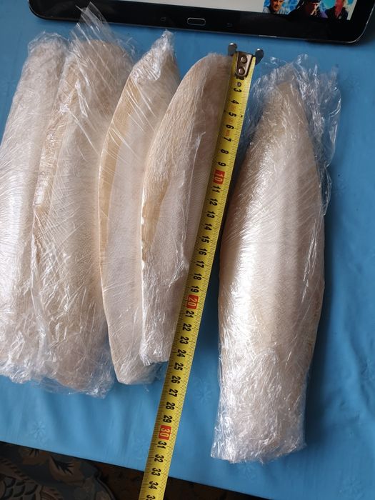 Сепія натуральна(панцир каракатиці,сепия,панцирь карака