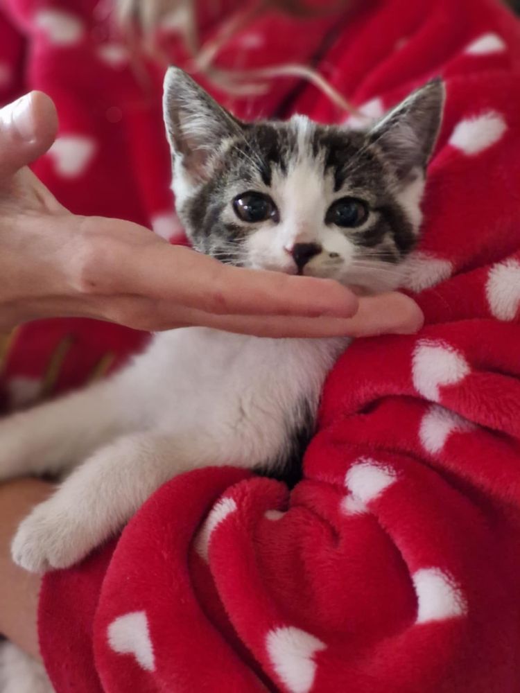 5 małych kotów do adopcji