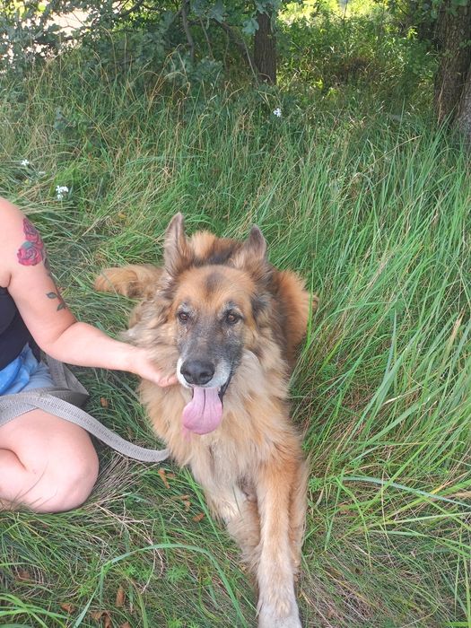 Aron- przepiękny pies w typie ON szuka domu