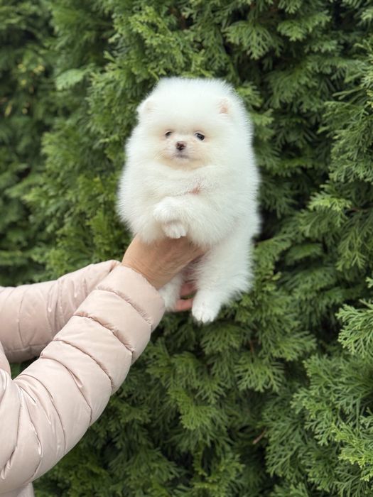 Цуценята померанського шпіца