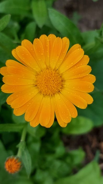 Календула насіння нагідки насіння