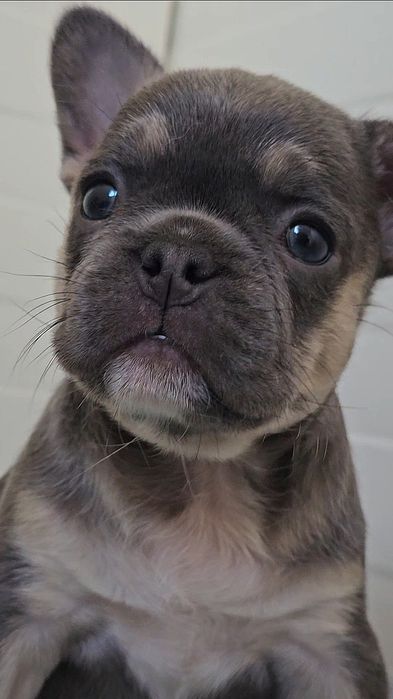 Bulldog Francês Blue Tan Fêmea