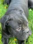 Cane Corso suczka