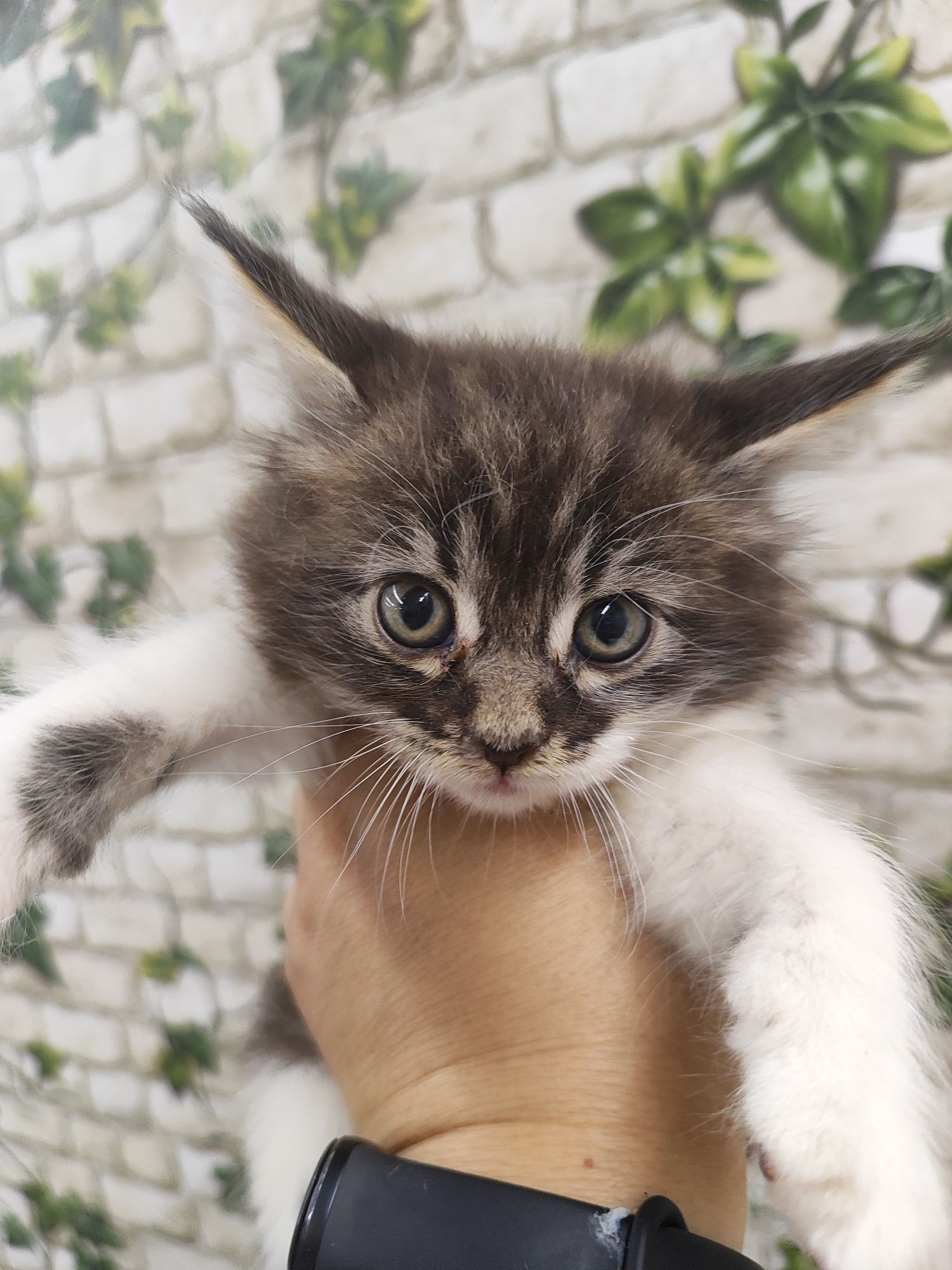 Maine Coon kotka