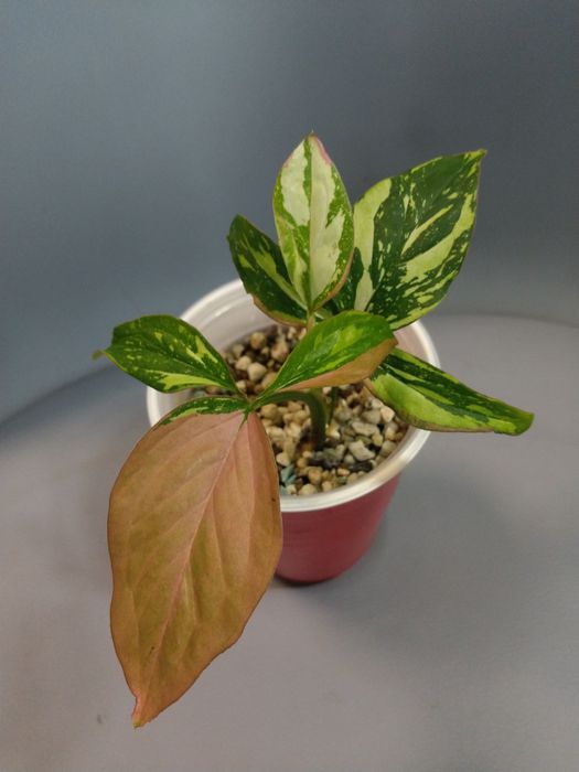 Syngonium Red Spot Tricolor