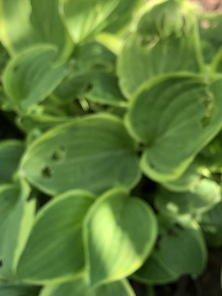 Funkia hosta zadoniczkowana