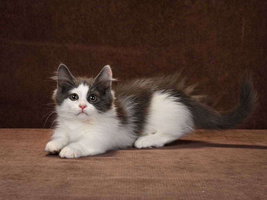 Манчкин девочки Ейфория и Еврика