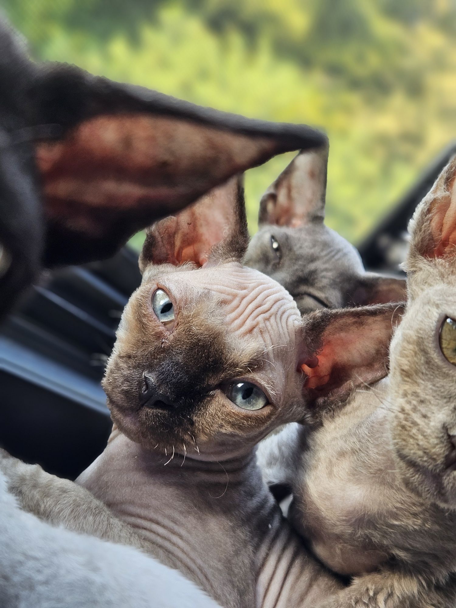 Czekoladowy point Devon Rex FPL
