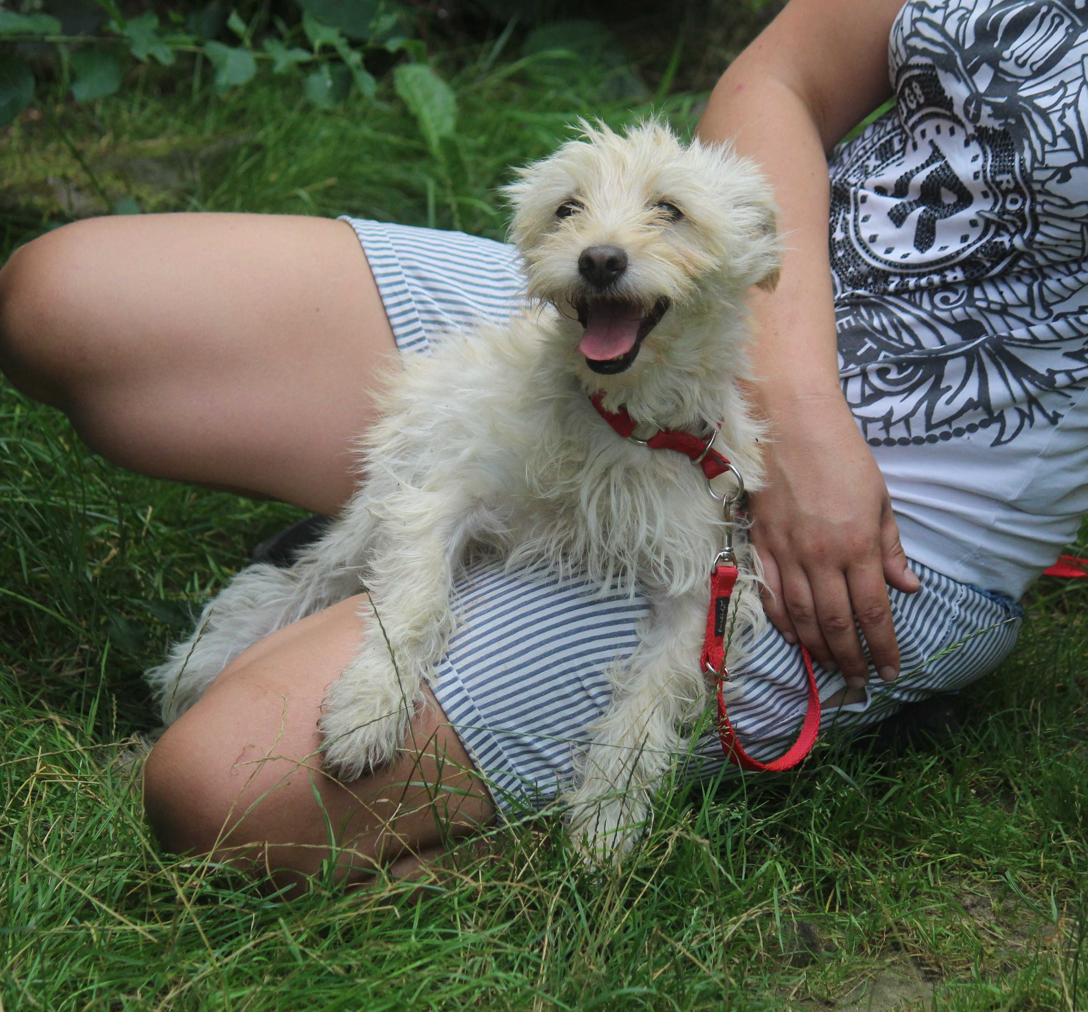 Lusia  10 kg przyjacielska sunia  , adopcja tylko spokojna okolica