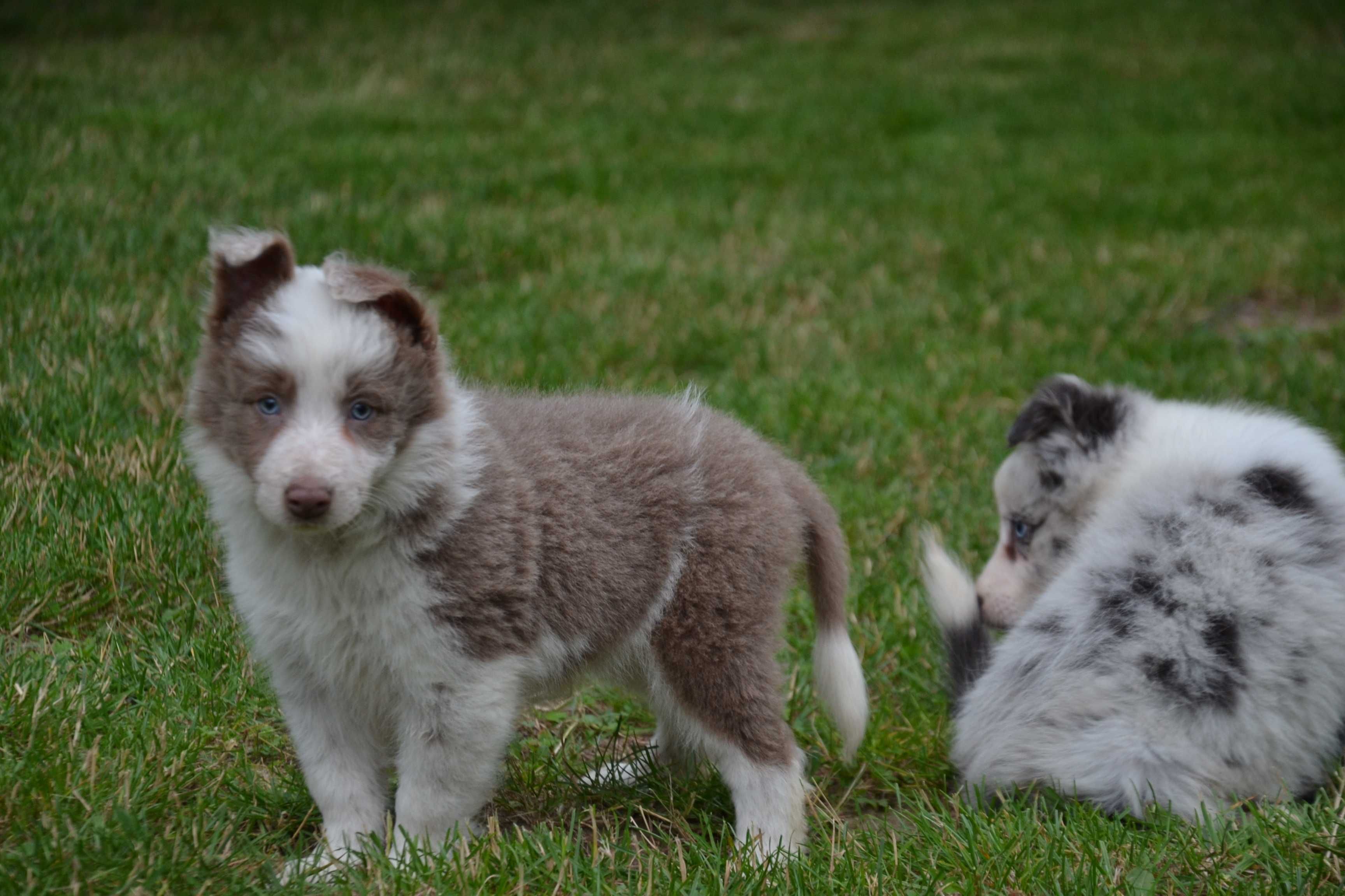 Border Collie red white piesek
