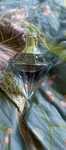 Chopard wish perfumy