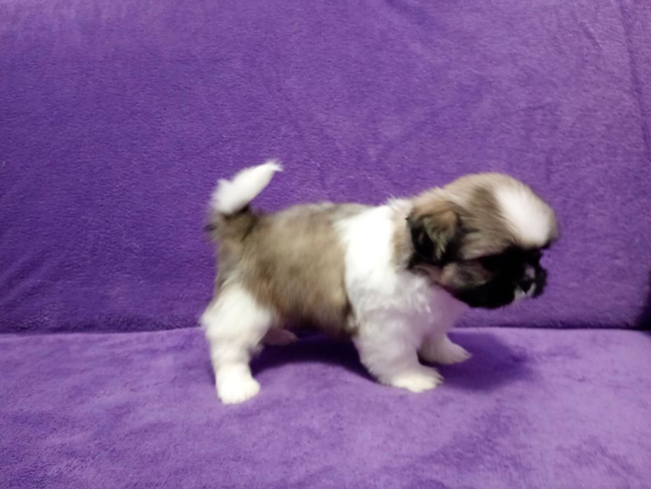 Shih tzu suczka tricolor z rodowodem