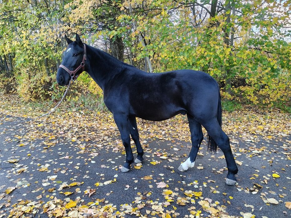 Koń roczny ogier śląski