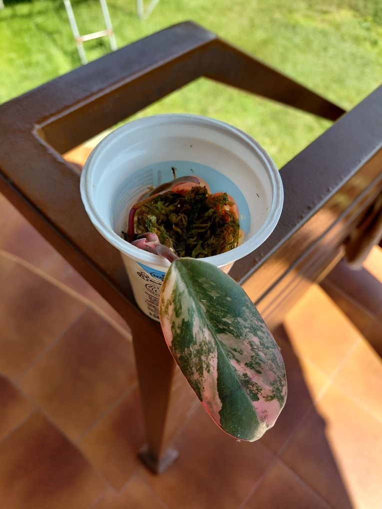 Philodendron Strawberry Shake