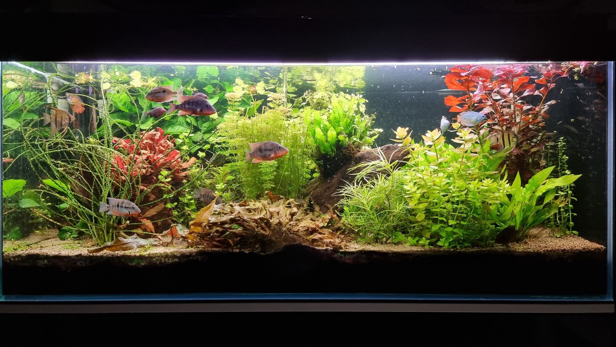 Akwarium 300l 120x50x50 OptiWhite z wyposażeniem