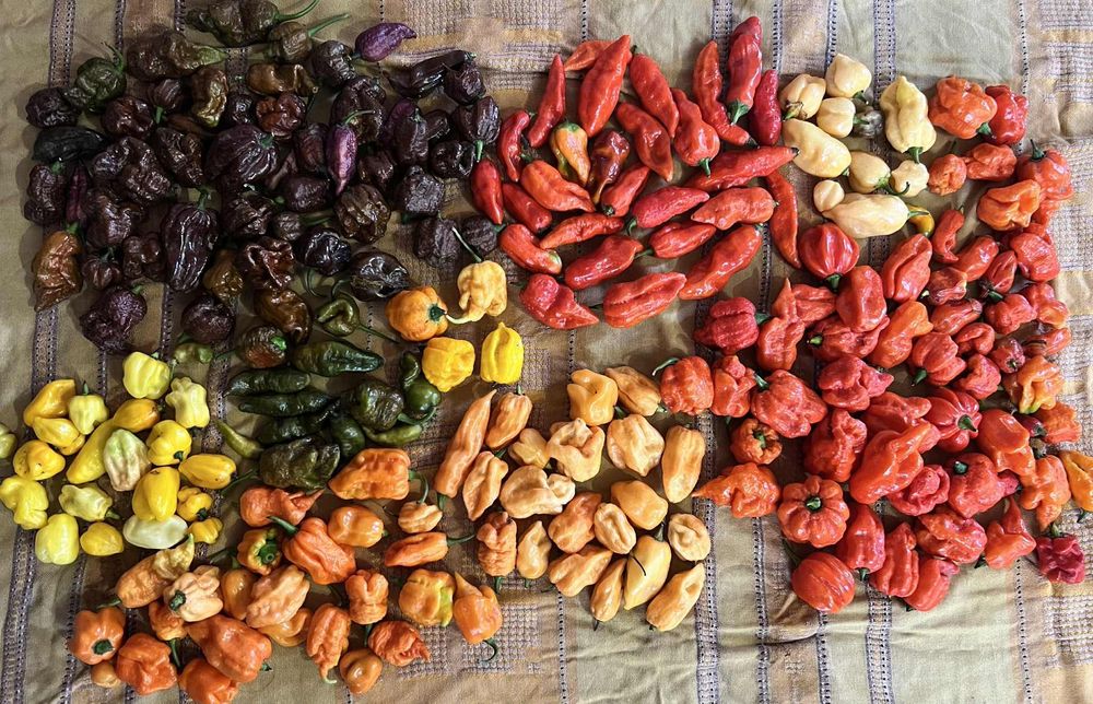 Carolina Reaper, 7 Pot, Naga Bhut Jolokia и другие.
