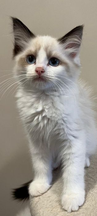Śliczny Kocurek Ragdoll