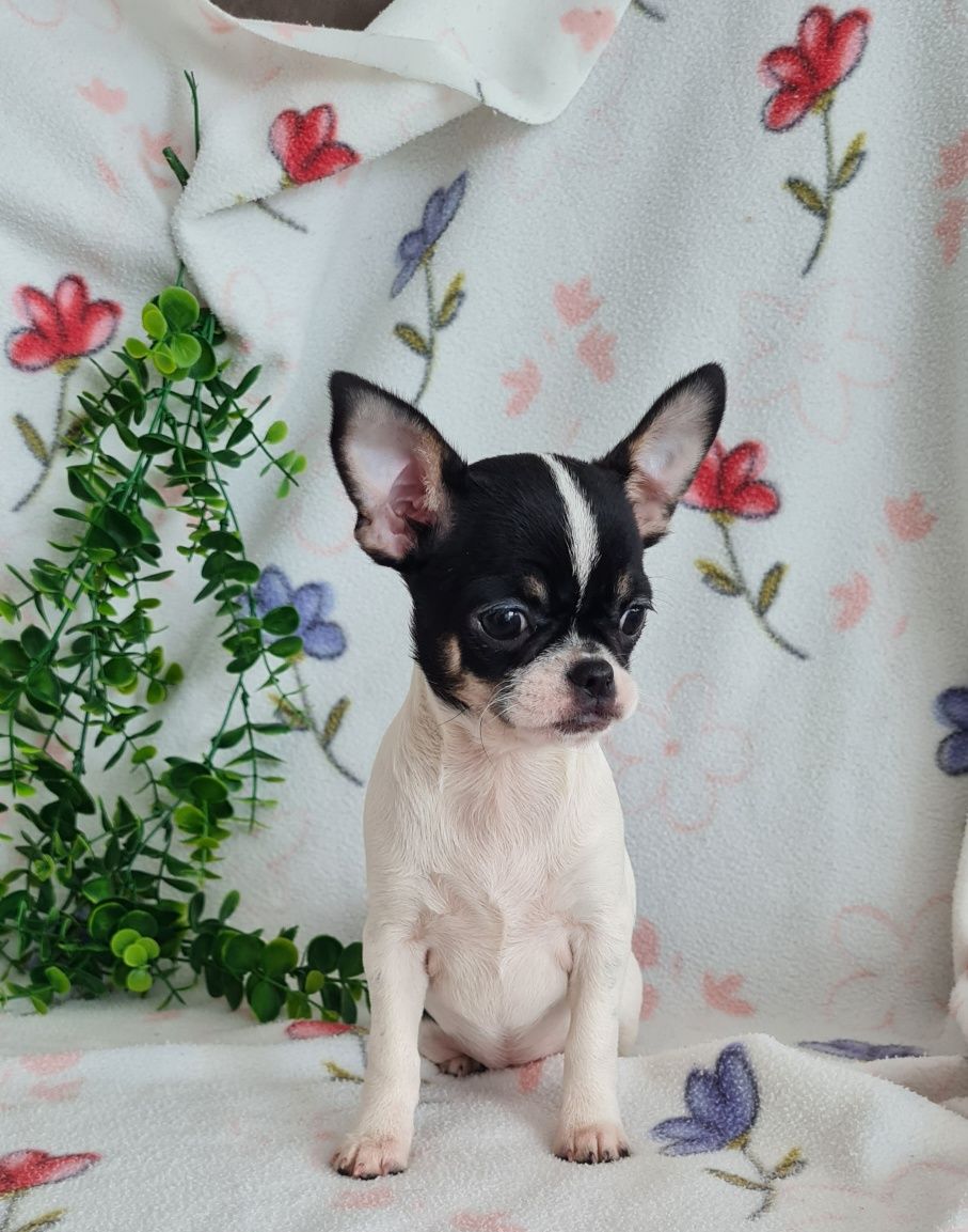 Excelente Chihuahua. Linhagem Russa de Qualidade