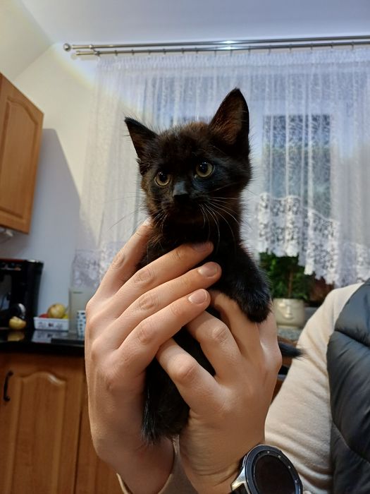 4 śliczne kociaki szukają domu