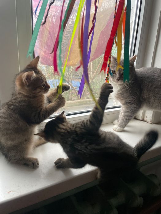 Кошенята таббі, 2 міс. Є метис черепахового кота