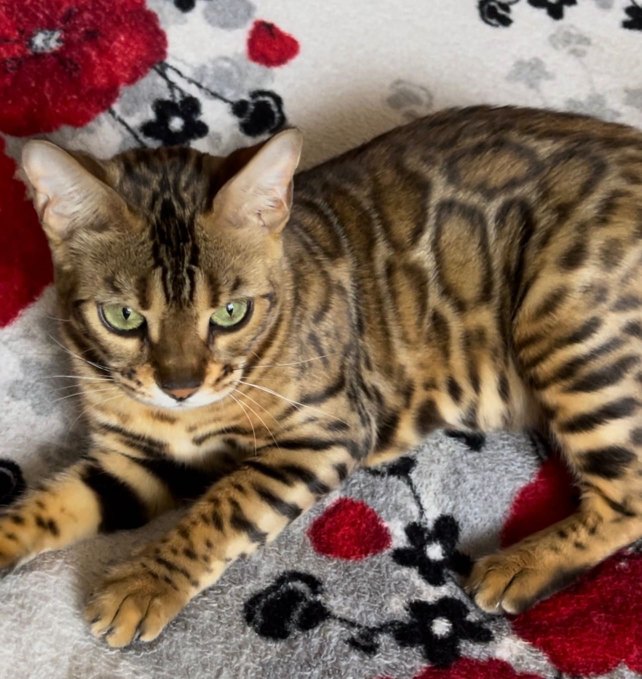 Бенгальські кошенята