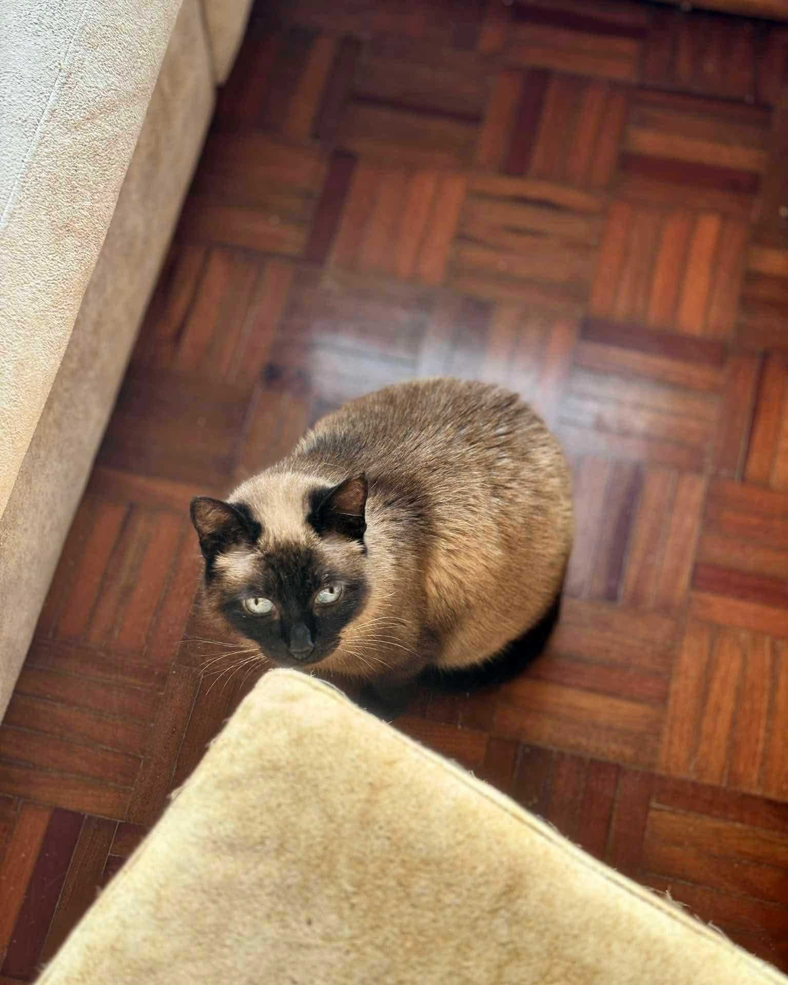 Setúbal / Margem Sul / Lisboa — FLORENTINA, gatinha para adoção