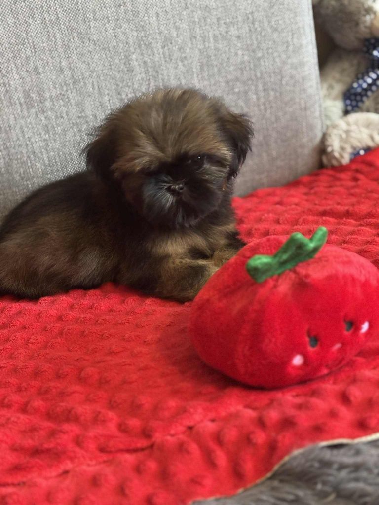 Piesek Loris 7tyg shih tzu Zkwp FCI