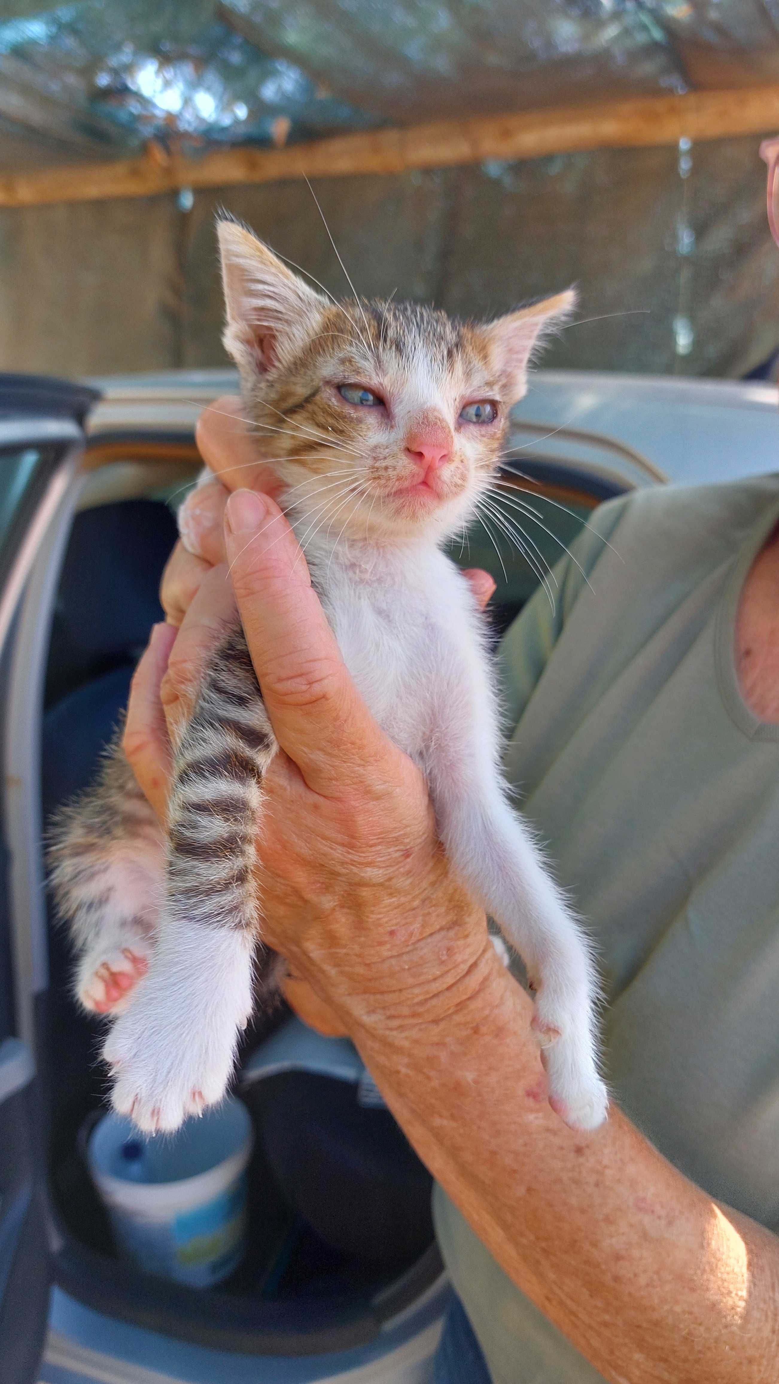 Gatinhos para adopção