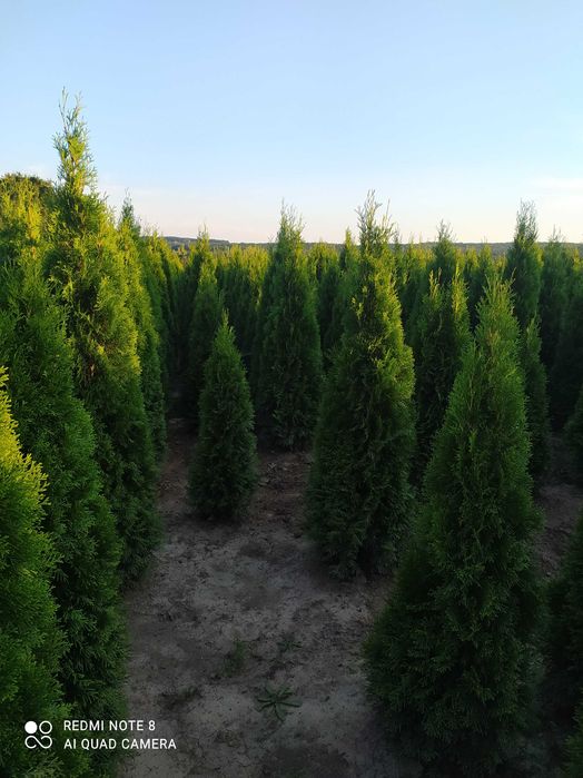 ТУЯ СМАРАГД ОТ 1,00-2,40М. від 300грн.