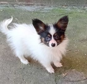 Papillon Spaniel Kontynentalny Piesek FCI / ZKwP